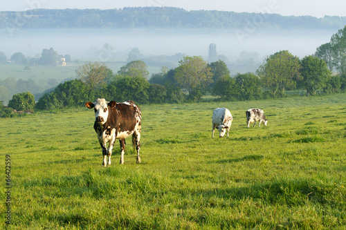 Animal ferme 116