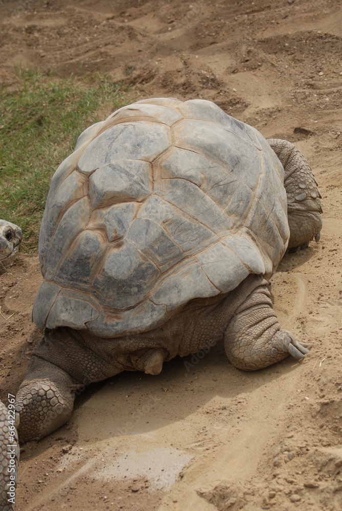 Aldabra Giant Tortoise - Aldabrachelys gigantea Aldabra Giant Tortoise - Aldabrachelys gigantea