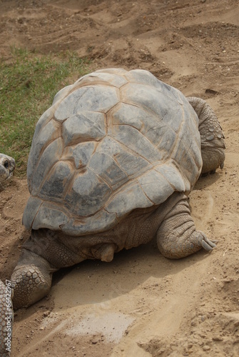 Aldabra Giant Tortoise - Aldabrachelys gigantea