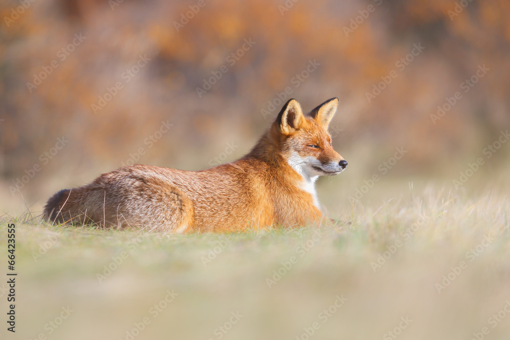 red fox lying in the grass