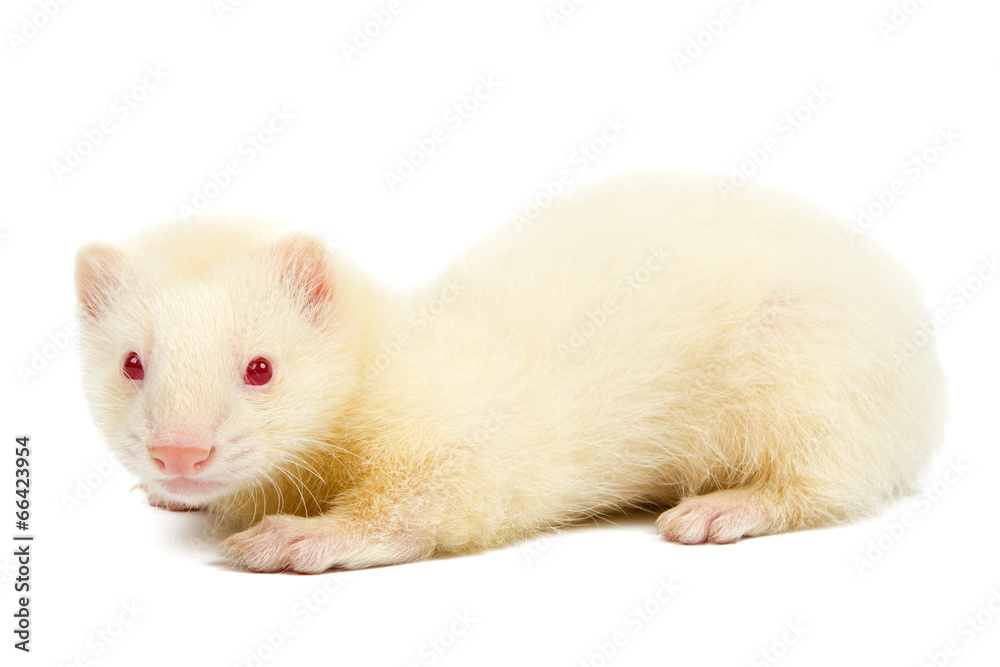 Albino ferret Albino ferret