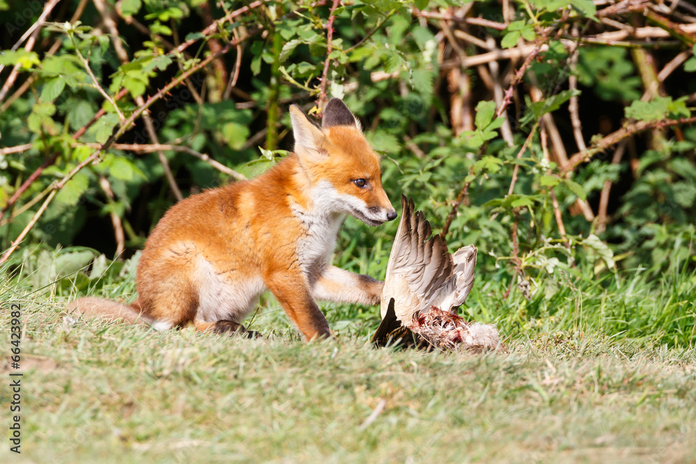 Fototapeta premium red fox cub with prey