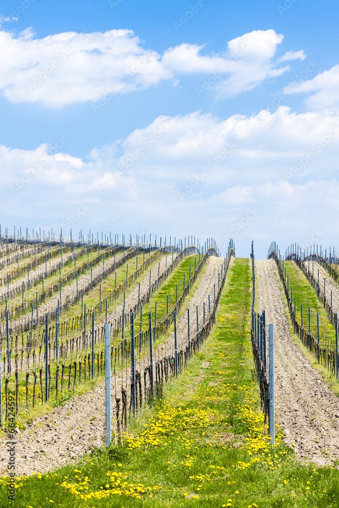 spring vineyards, Southern Moravia, Czech Republic