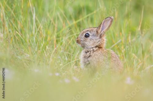 young wild rabbit © Pim Leijen