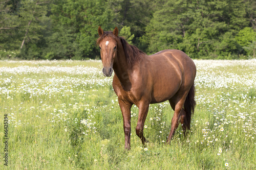 horse on the meadow with daisies