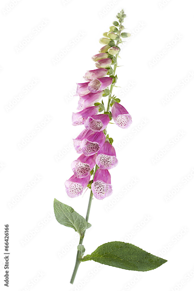 Obraz premium Digitale-Fleur médiciname