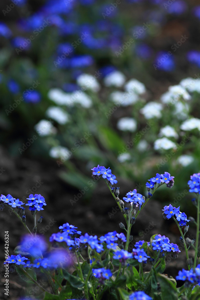 Fototapeta premium Beautiful flower