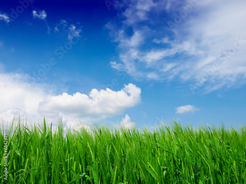 wheat field on a background of the blue sky