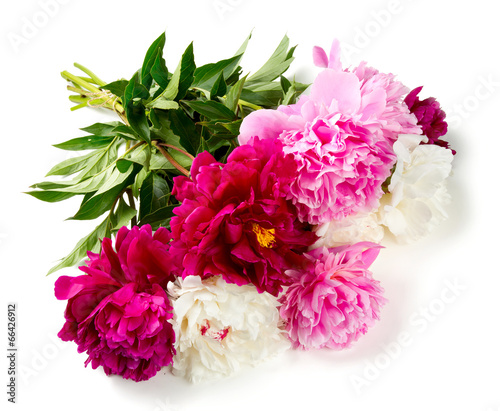 Fototapeta Naklejka Na Ścianę i Meble -  peonies isolated on white background