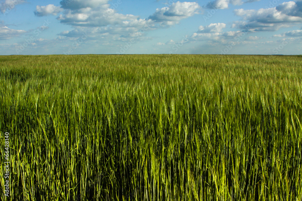 Green wheat field and cloud sky