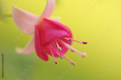 Canvas Print Flower of fuchsia