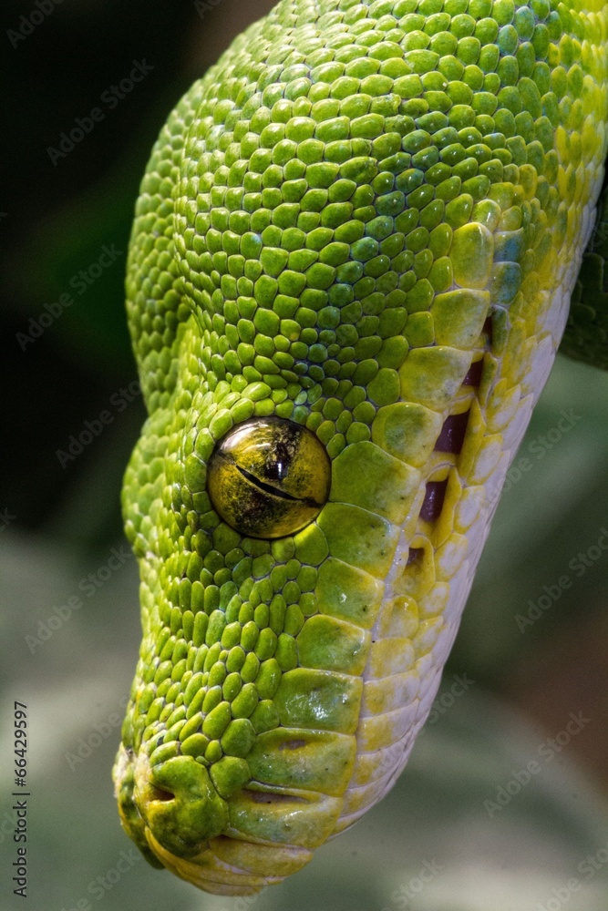 Naklejka premium Grüner Baumpython