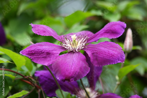 Clematis