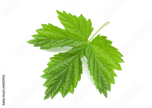 Hop leaf on white