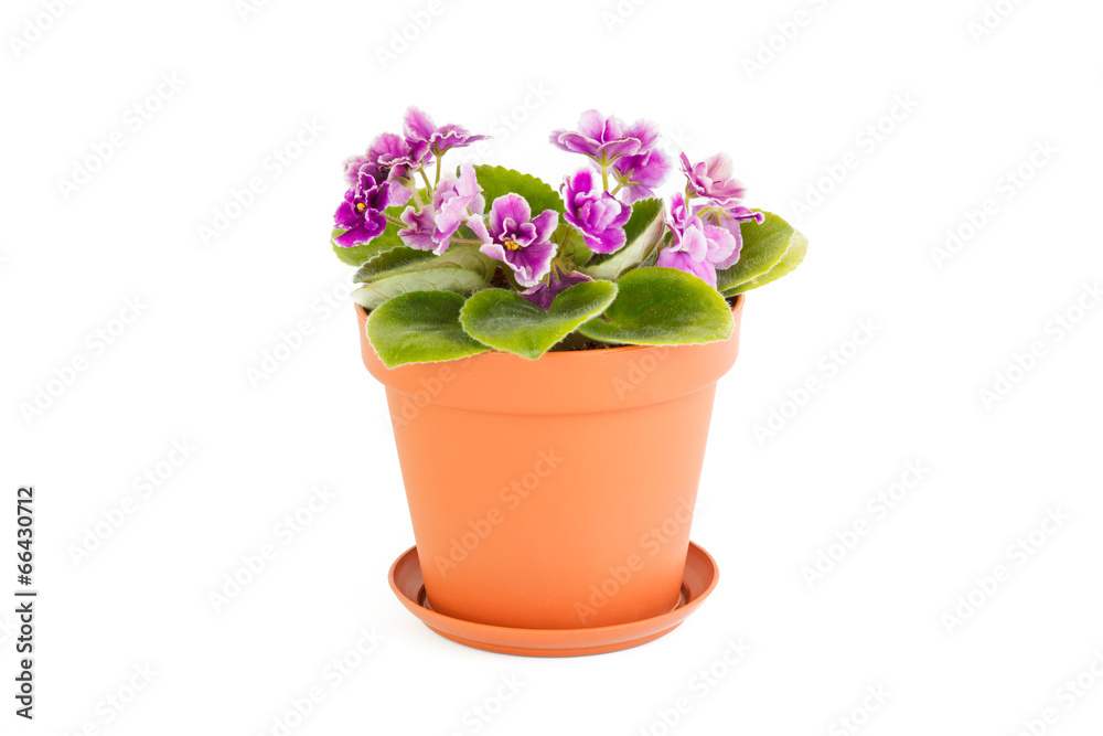 Pink violet. Room flower in a flowerpot