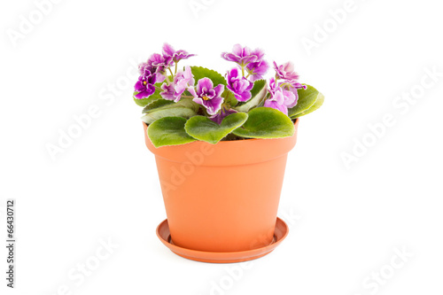 Pink violet. Room flower in a flowerpot