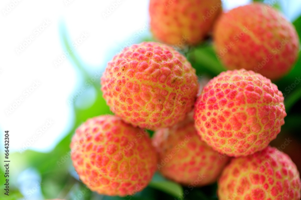 lychee fruits grow on tree