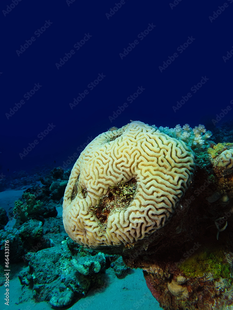 Obraz premium Brain Coral (Platygyra daedalea)