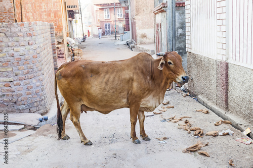 Sacred Cow in India feeding on garbage