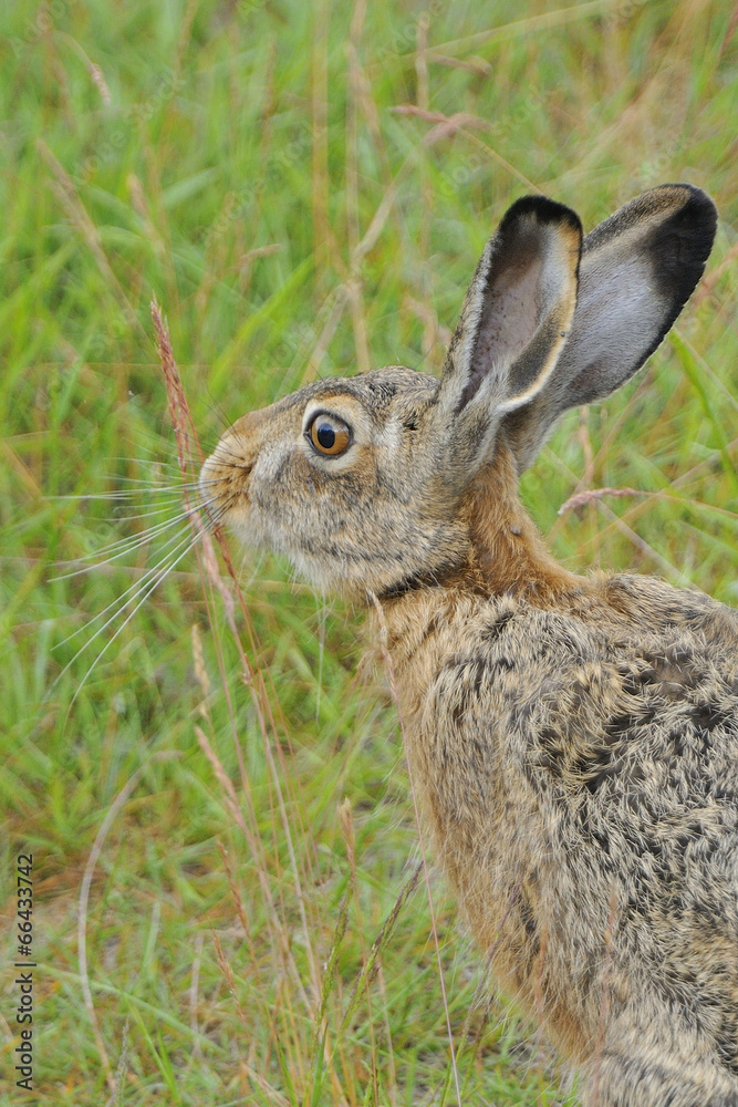 Fototapeta premium Feldhase