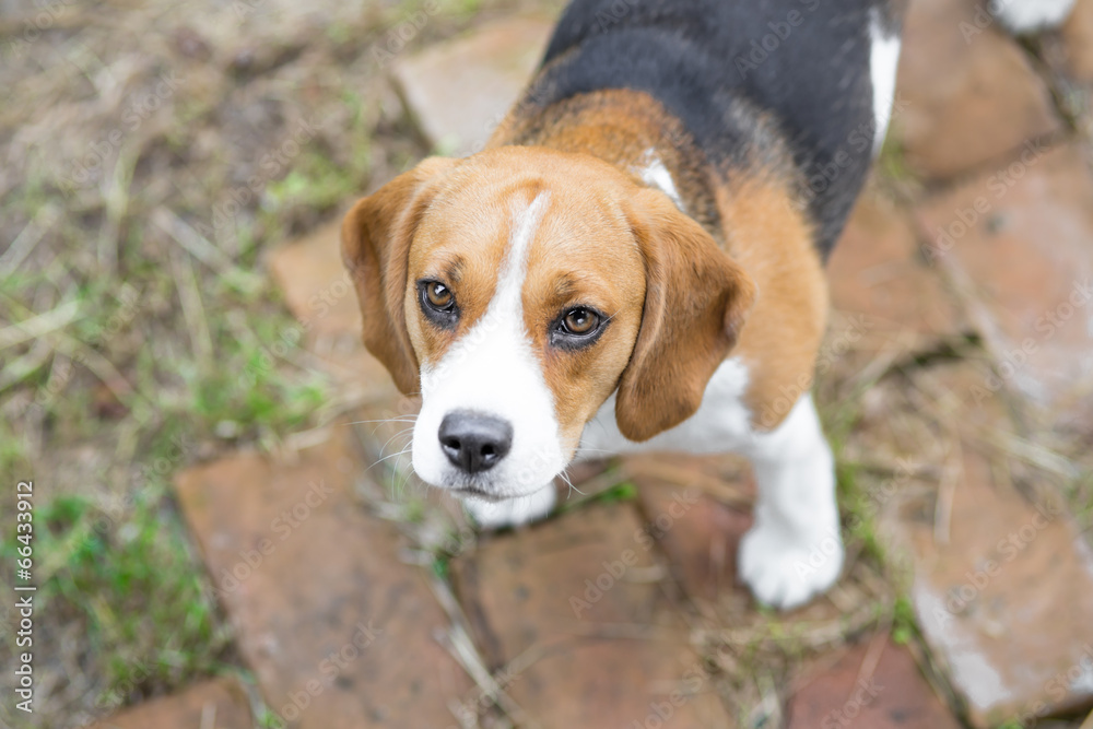 Cute beagle puppy dog looking up