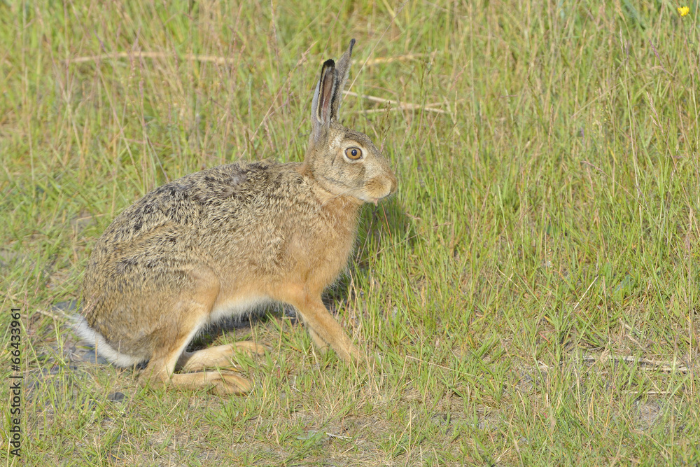 Fototapeta premium Feldhase