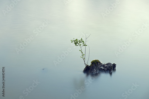 Branch on the lake