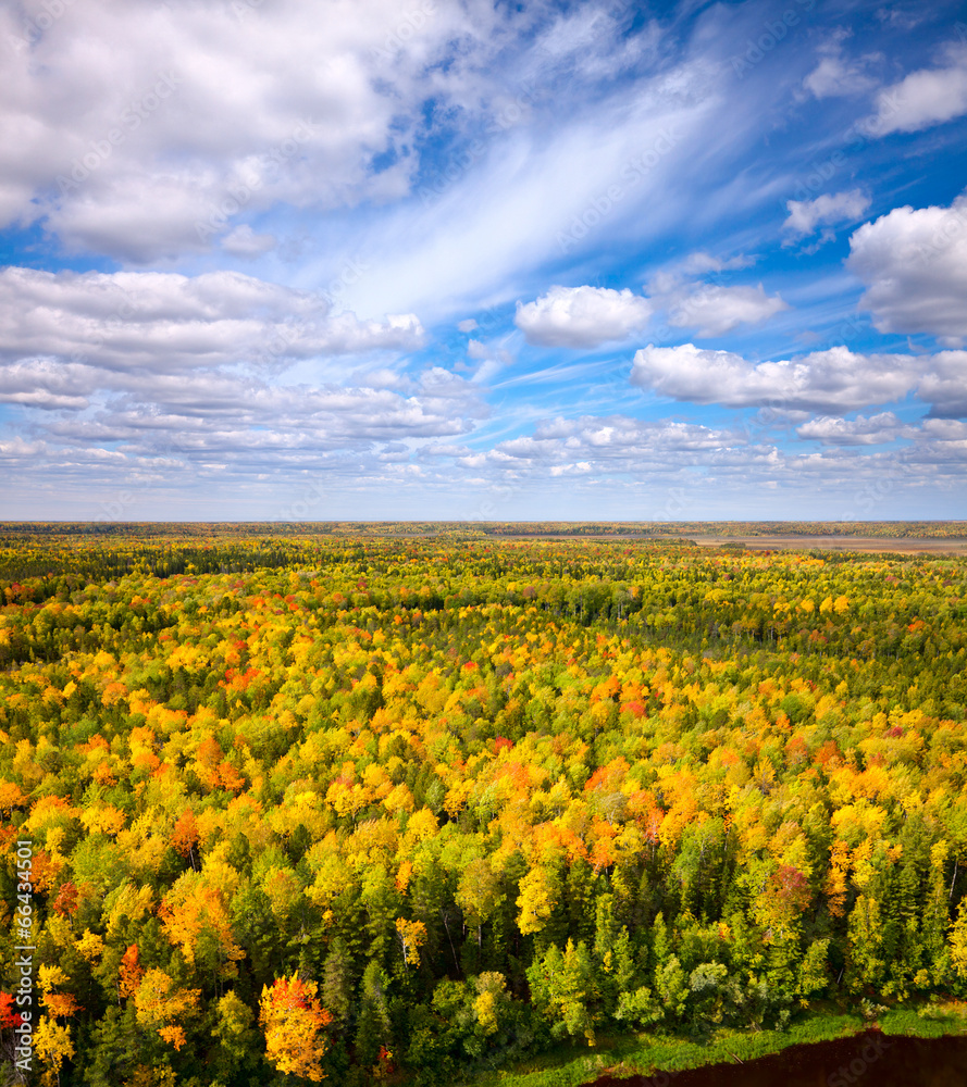 Top view of forest in autumn.