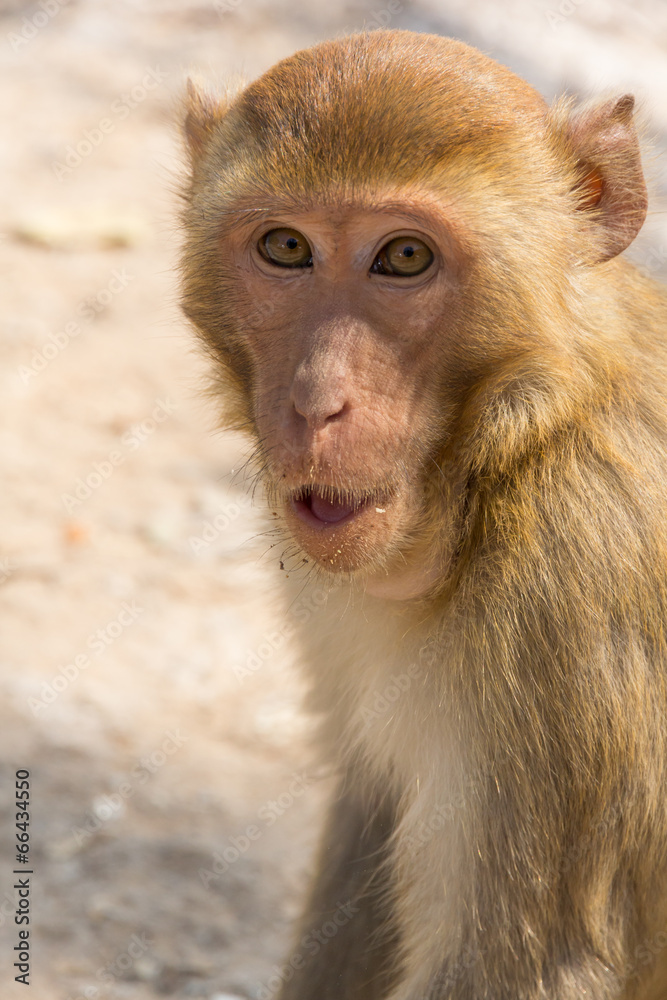 Portrait of the monkey. Portrait of the monkey.