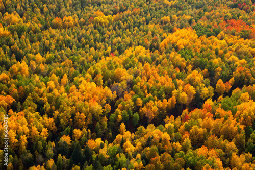 Forest in autumn, top view