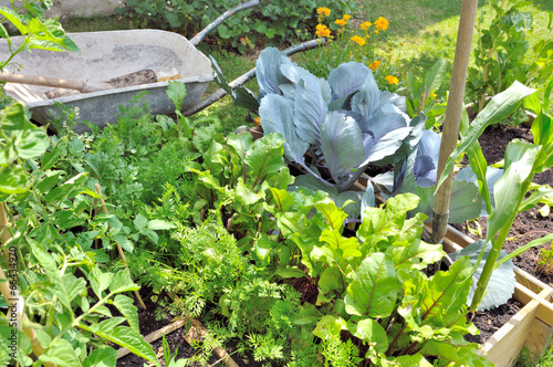 plants de légumes dans potager