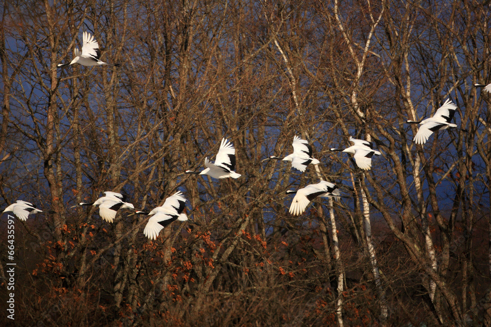 Japanese crane (Grus Japonensis) in Hokkaido,Japan Japanese crane (Grus Japonensis) in Hokkaido,Japan