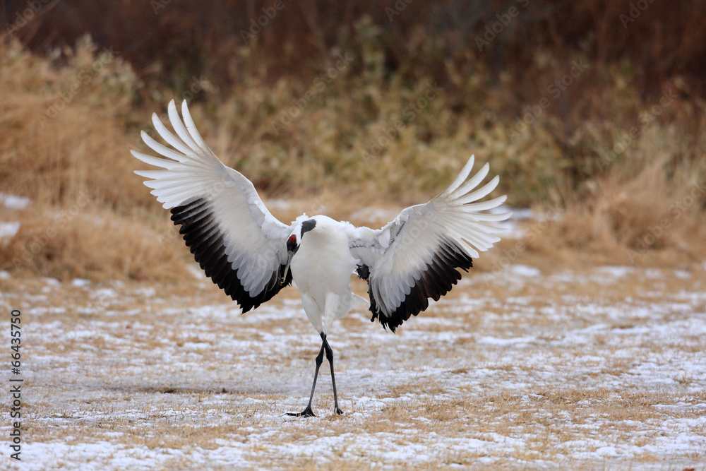 Japanese crane (Grus Japonensis) in Hokkaido,Japan Japanese crane (Grus Japonensis) in Hokkaido,Japan