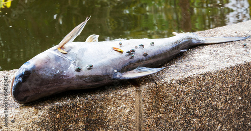 dead pangasius fish and fly photo