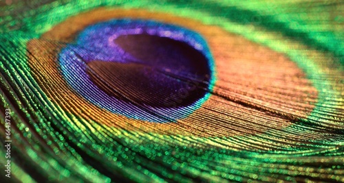Obraz na płótnie Peacock feather as a background. w salonie