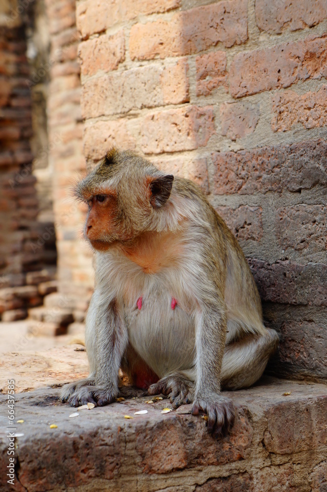 Monkey in Lopburi Thailand
