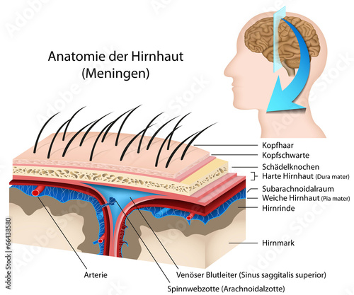 Anatomie der Hirnhaut, Meningen photo
