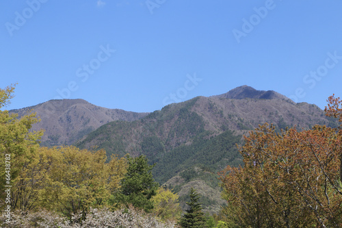 tree and mountain view