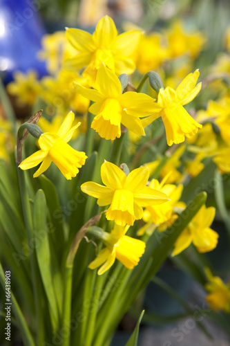 Yellow daffodils - narcissus flowers