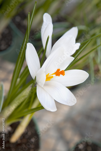 White crocus (Crocus heuffelianus) blooming