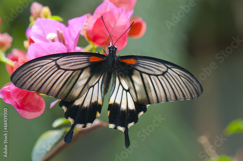 Great mormon (Papilio memnon agenor) butterfly photo