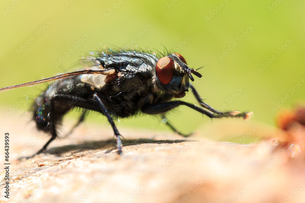 Fly macro Fly macro
