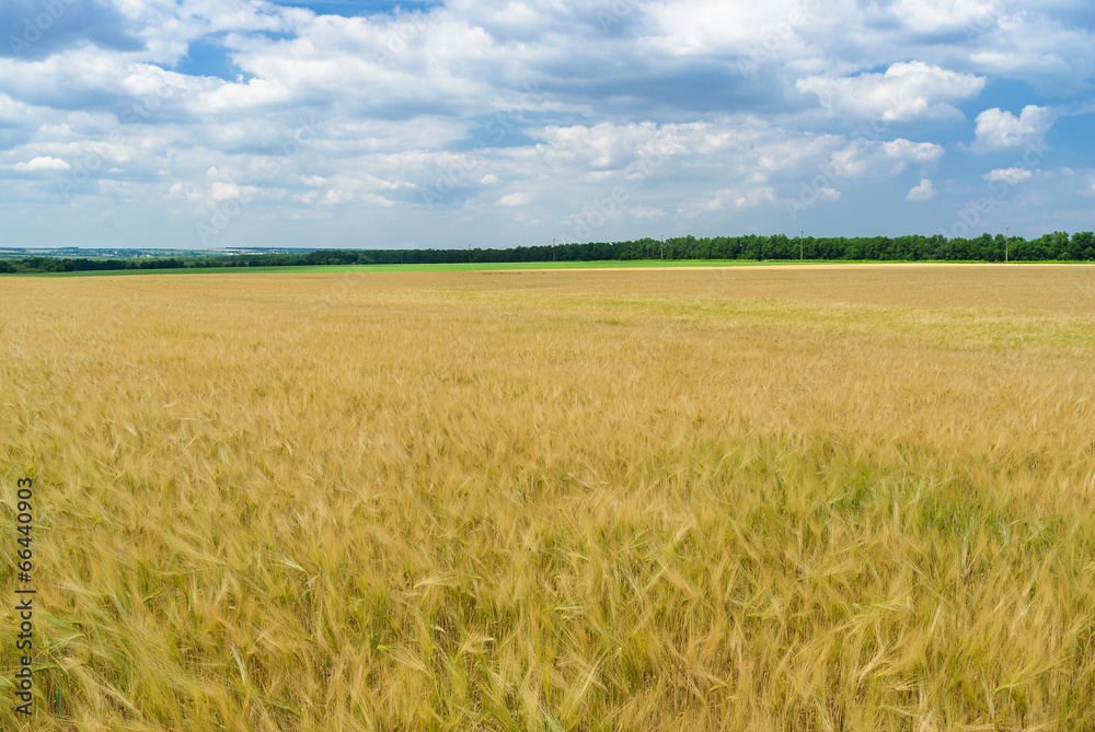 Ukrainian summer landscape with wheat field