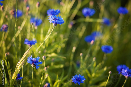 niebieskie chabry na łące, fotografia dzikich kwiatów, lato