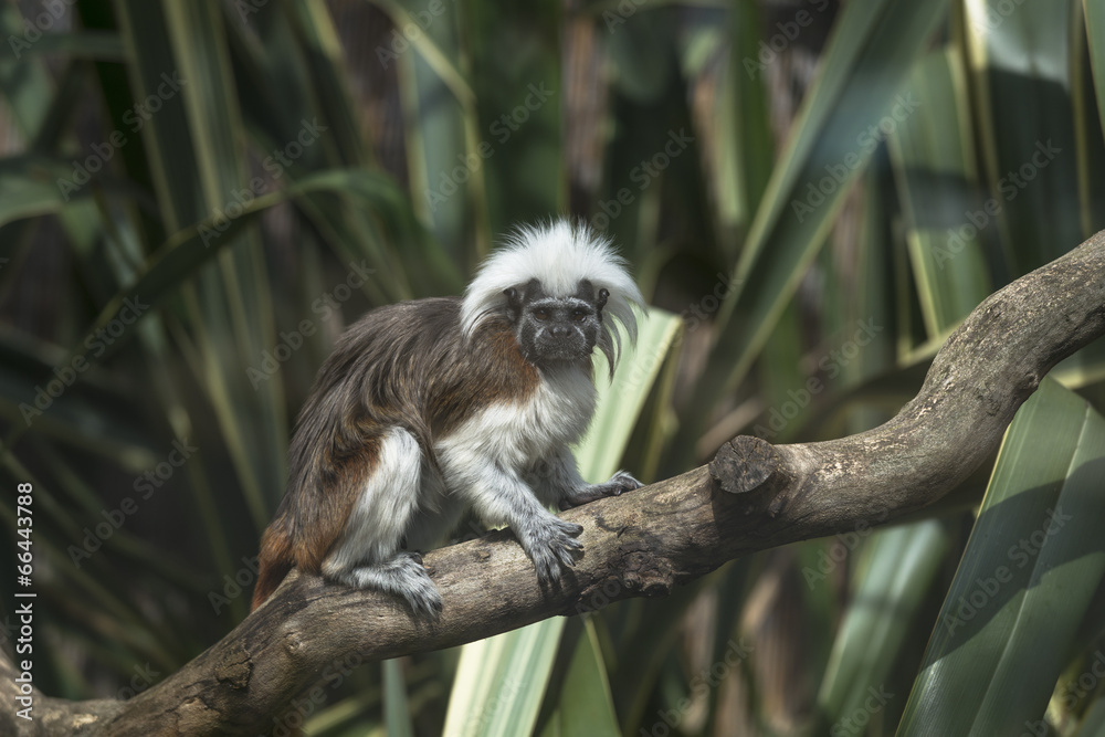 Fototapeta premium Cotton-headed Tamarin (Saguinus oedipus)