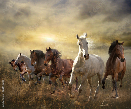 Canvas-taulu herd of horses galloping free at sunset