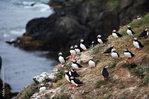 Puffins on Icelandic Cliff photo