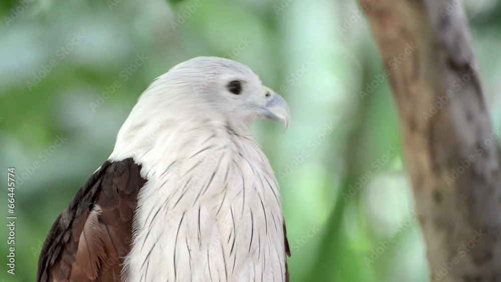 closeup scene of hawk, the powerful predator closeup scene of hawk, the powerful predator