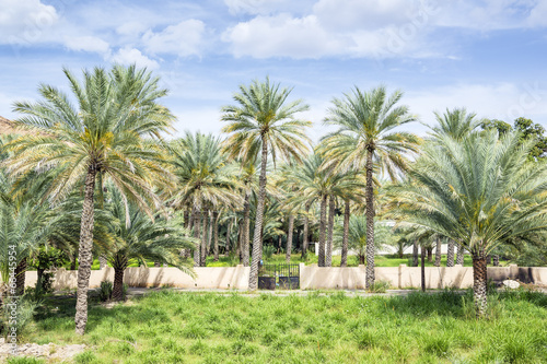 Palms Birkat al mud © Wolfgang Zwanzger