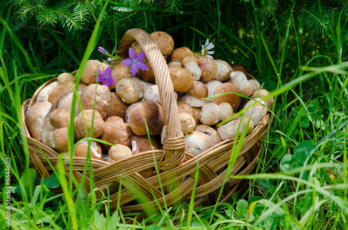 Basket with white wild mushrooms